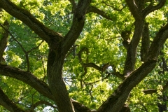 Gallery-1